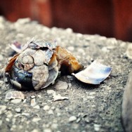 Dead Snail