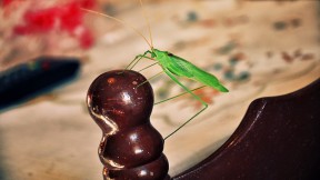 Early Grasshopper