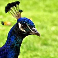 Margit island's peacock