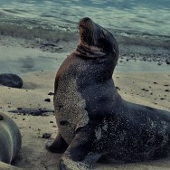 Snobby sea lion