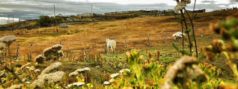 Horse in a field