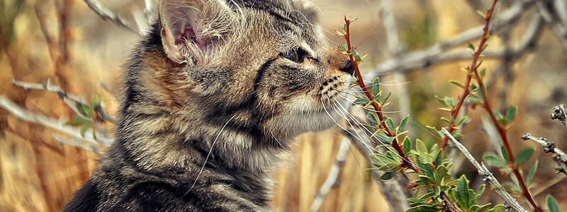 Cat smelling plant