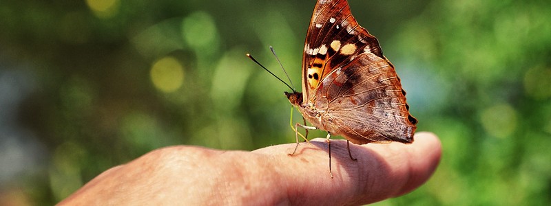 A butterfly flaps its wings