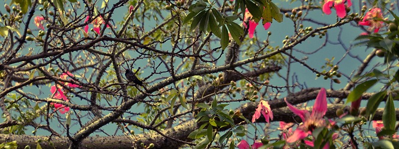 Tree, flowers and bird