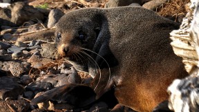 Baby sea lion