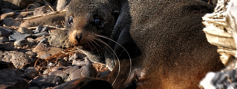 Baby sea lion