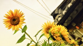 Sunflower at Bukcheon