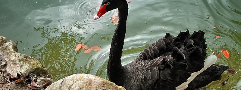 Black Swan