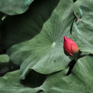 The Lotus bud