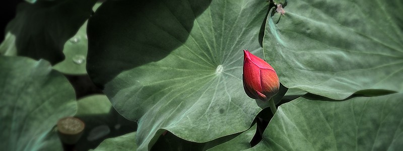 The Lotus bud