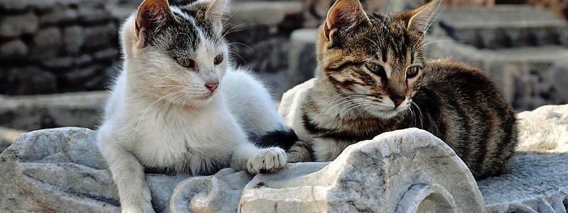 Ephesus cats